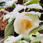 結婚指輪作品：雪の葉イメージ6