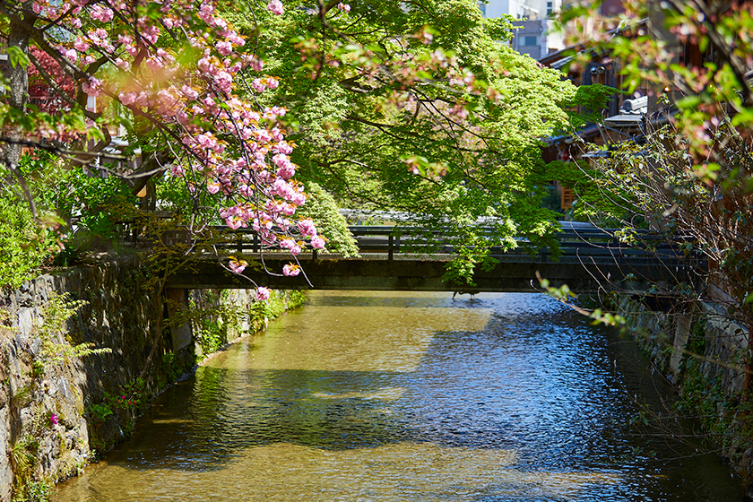 白川通-桜3