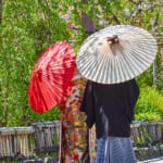 白川通-色打掛・番傘3-1080