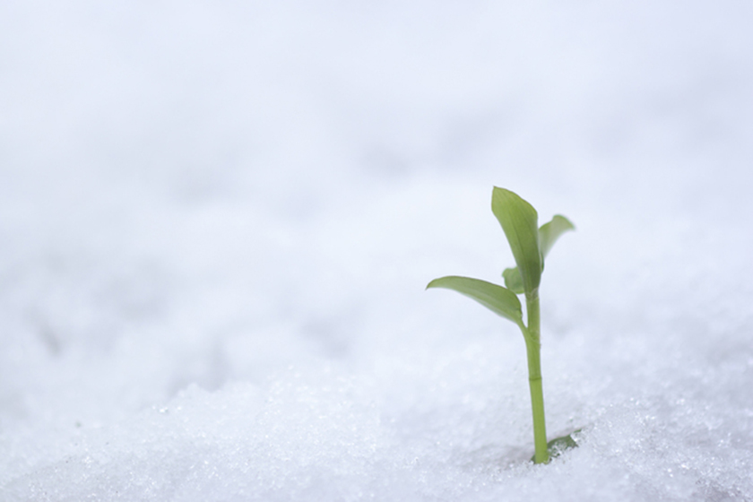 婚約指輪：なごり雪イメージ