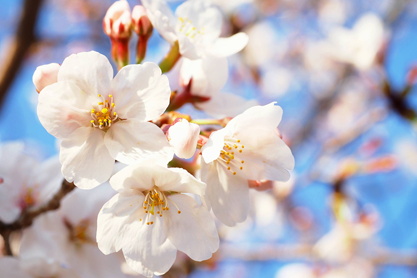 婚約指輪：桜イメージ