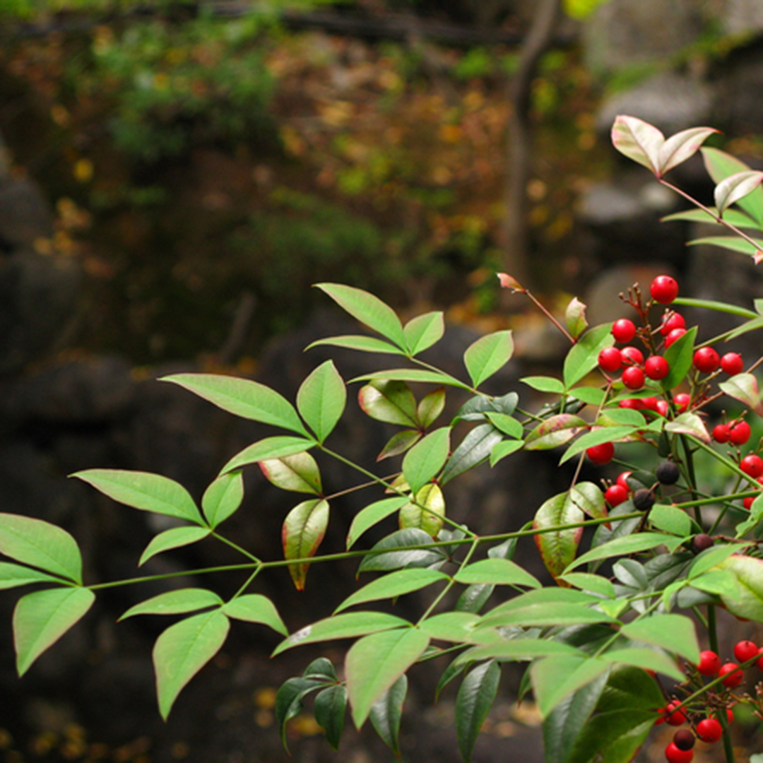 新年に相応しい和の意味深い結婚指輪作品が人気