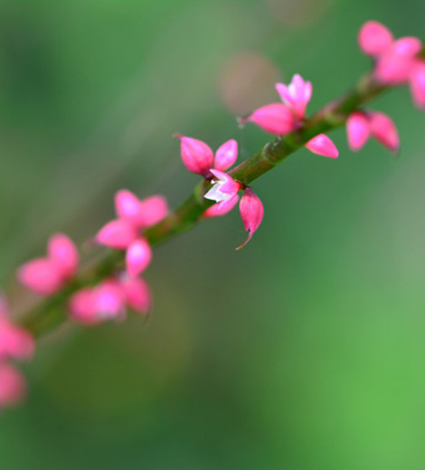 水引草