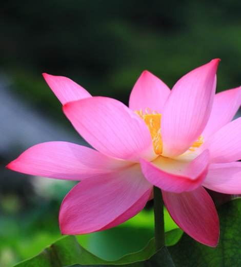 京都で蓮の花を観賞し、プロポーズ。