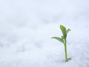 なごり雪用