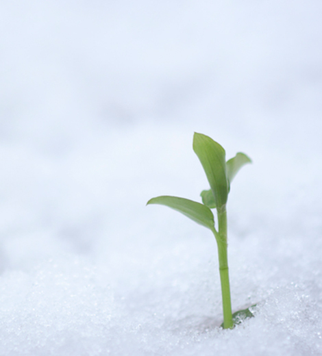 なごり雪