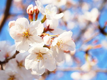 桜用