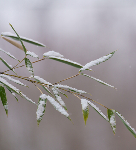 雪の葉