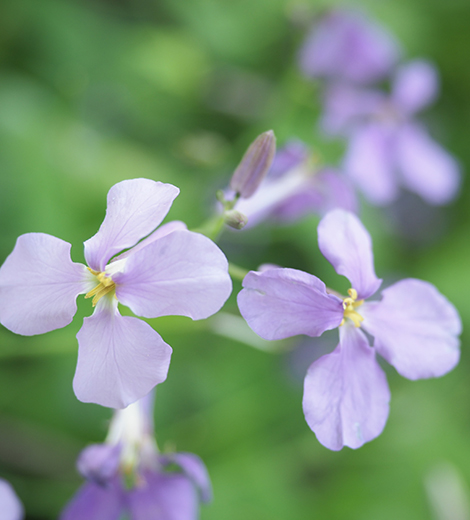 花菜