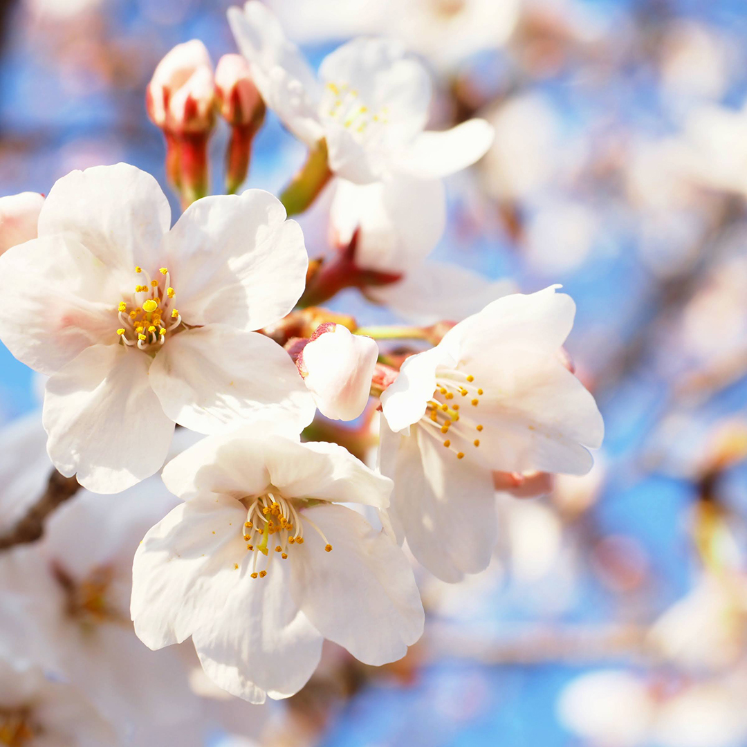 人気の婚約指輪作品をご紹介