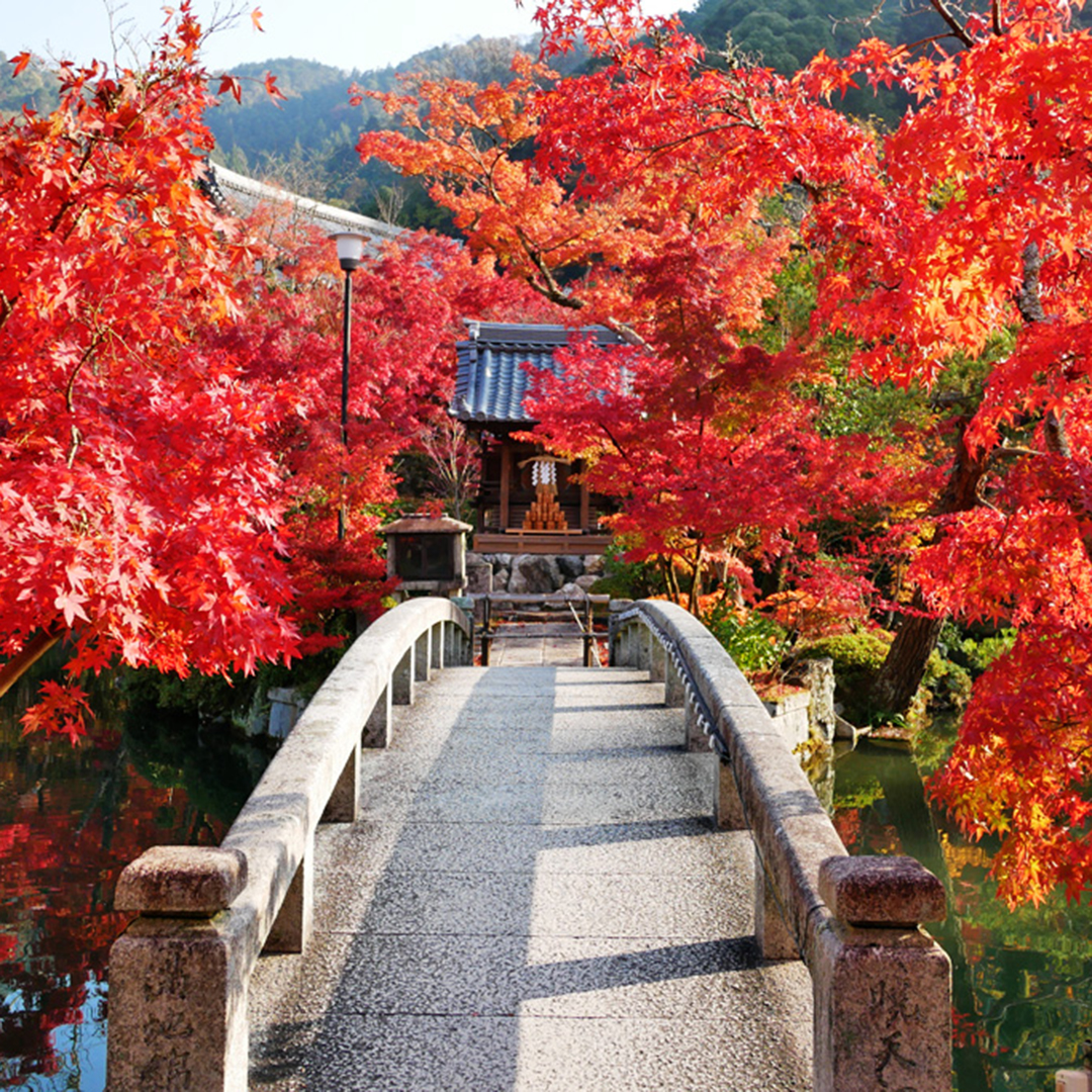 霜月に京都の紅葉と、和の指輪を満喫する