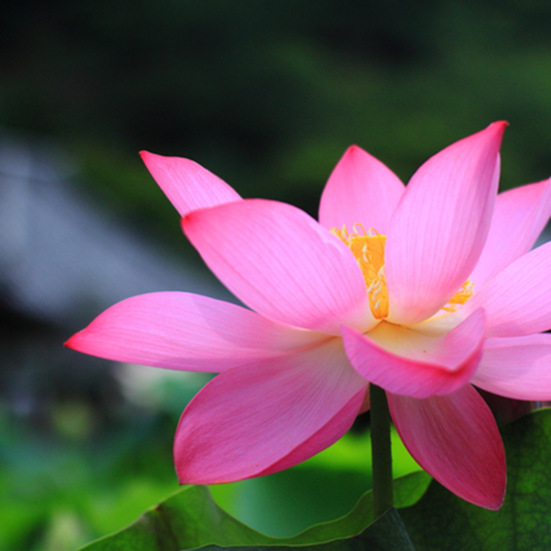 婚約指輪作品：蓮のうてなと、如蓮華が、人気