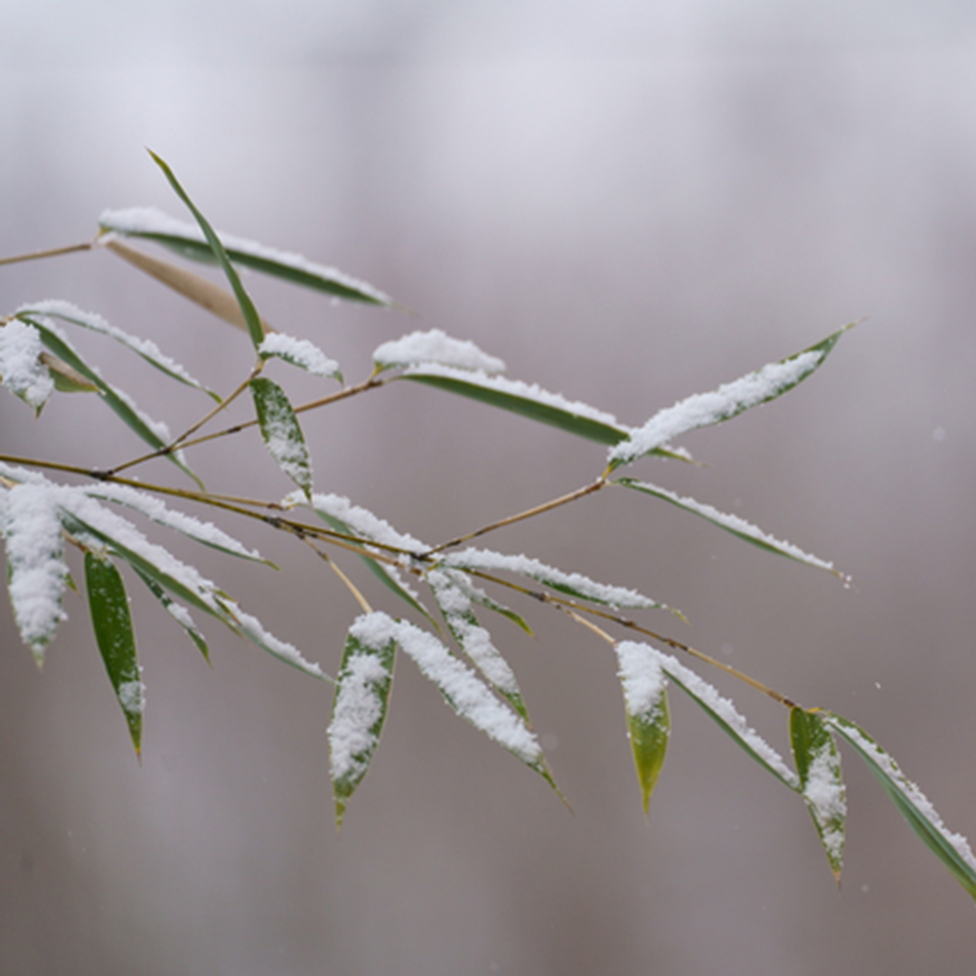 冬の情景を顕す意味深い結婚指輪作品が、人気