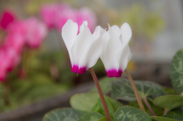 pd-w-cyclamen