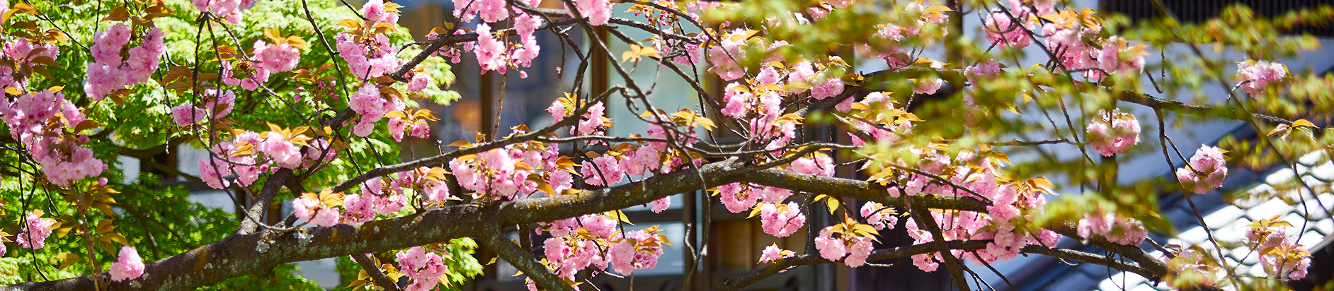 京都の桜と、和の指輪を満喫する旅程