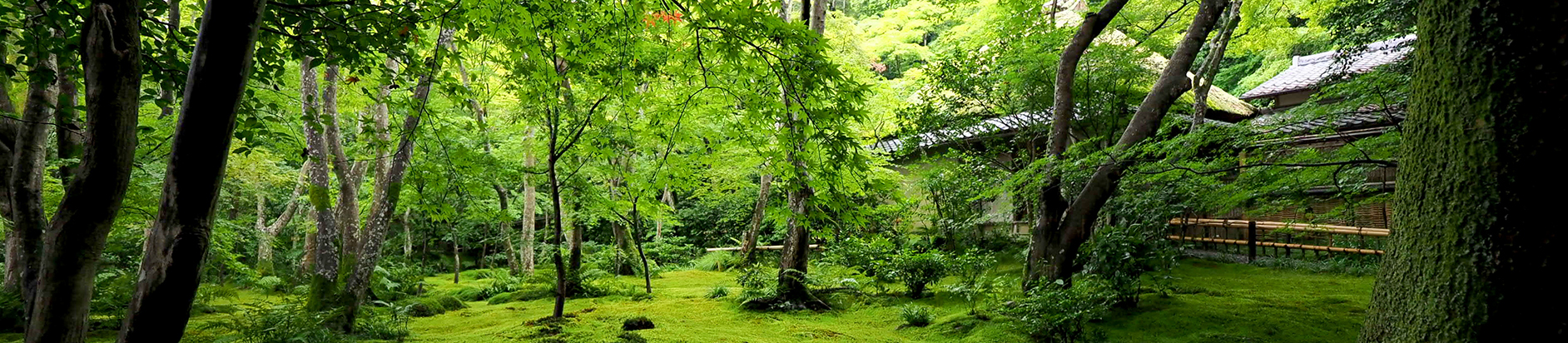 京都の新緑と、和の指輪を満喫する旅程