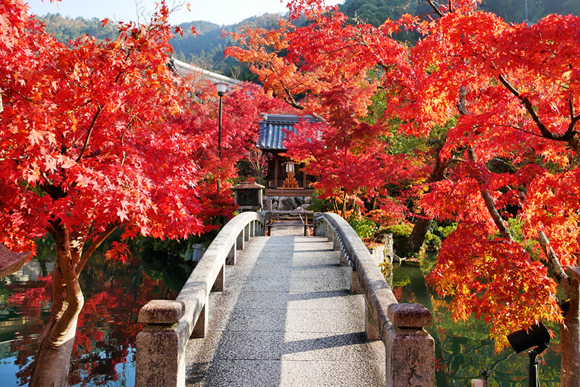 紅葉を狩る
